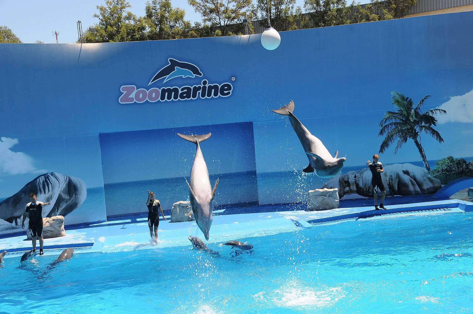 Dolphins leaping during a presentation at Zoomarine Algarve in Guia, Albufeira