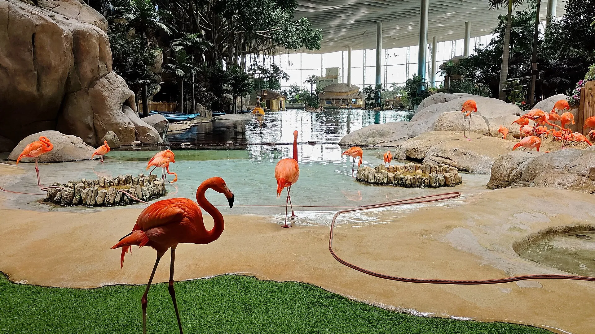 Flamingo lagoon inside the Tropical Ocean realm at SeaWorld Abu Dhabi, under the park's glass roof
